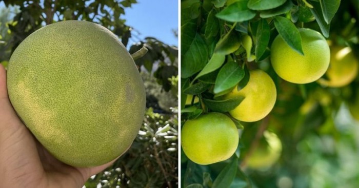 14 коварных пар продуктов, которые настолько похожи, что так и норовят нас запутать
