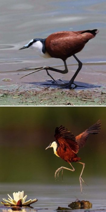 15 максимально странных и уникальных лап животных