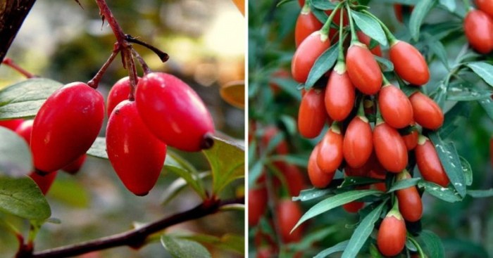 14 коварных пар продуктов, которые настолько похожи, что так и норовят нас запутать