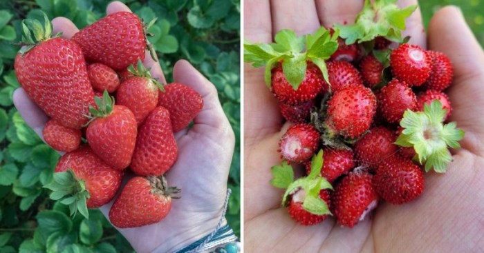 14 коварных пар продуктов, которые настолько похожи, что так и норовят нас запутать