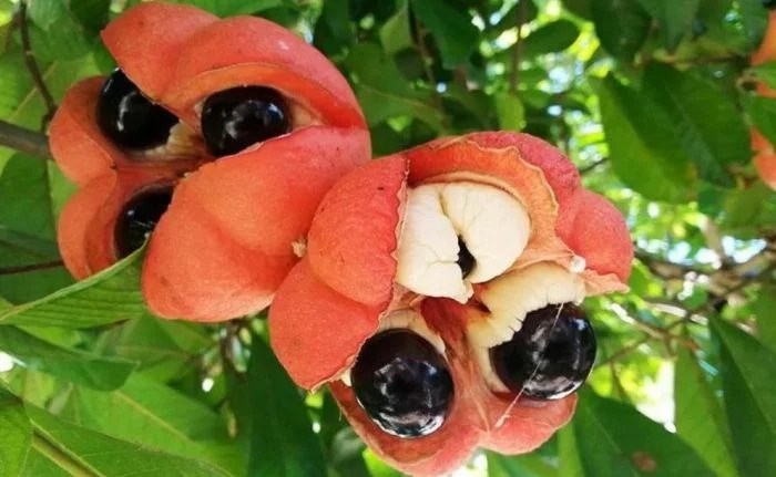 Вкусные и привычные продукты, которые могут оказаться смертельно опасными Вкусные и привычные продукты, которые могут оказаться смертельно опасными