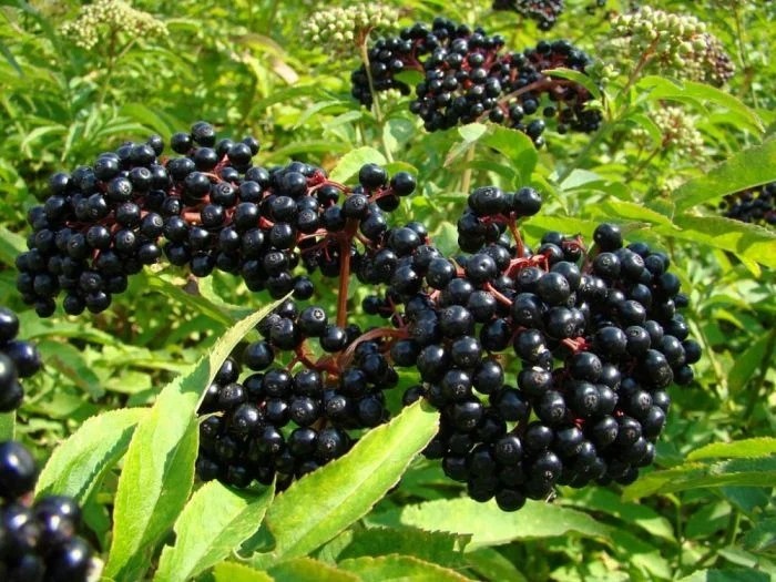 Вкусные и привычные продукты, которые могут оказаться смертельно опасными Вкусные и привычные продукты, которые могут оказаться смертельно опасными