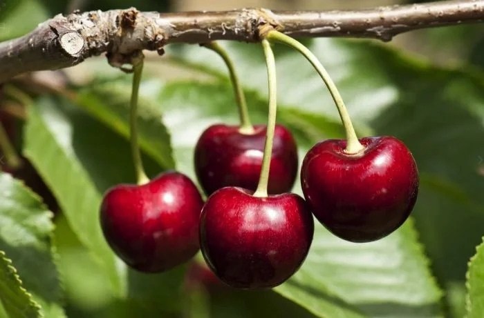 Вкусные и привычные продукты, которые могут оказаться смертельно опасными Вкусные и привычные продукты, которые могут оказаться смертельно опасными