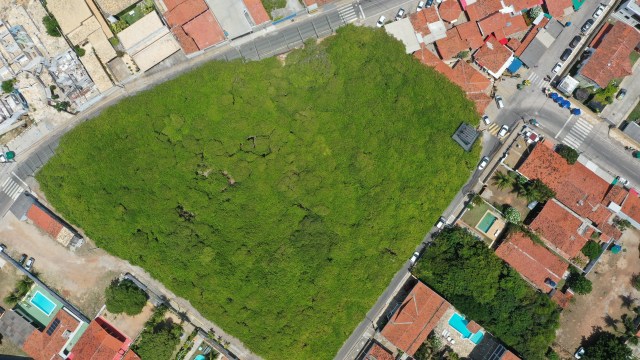 На этом фото — лишь одно дерево, самое большое дерево кешью в мире На этом фото — лишь одно дерево, самое большое дерево кешью в мире
