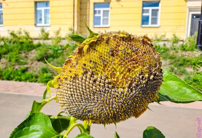 Все дороги ведут в Углич или город без дорог. Хроники Борьбы с Бездорожьем ( 56 фото )