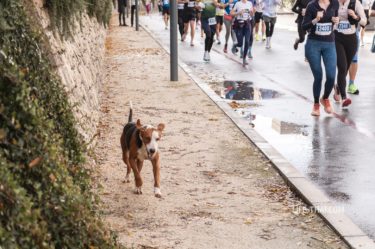 Бокельский марафон (Bokeski maraton) в Черногории &mdash; маршрут, мой отзыв о забеге и советы для бегунов
